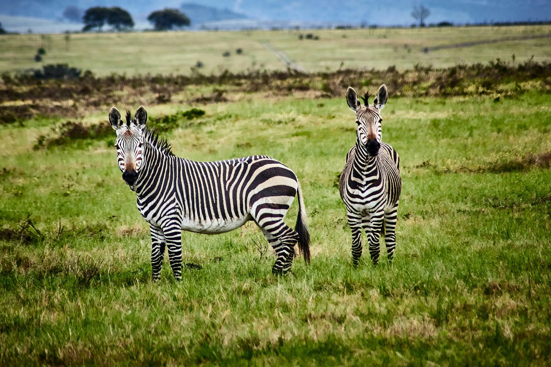 Want to know more about our safaris?