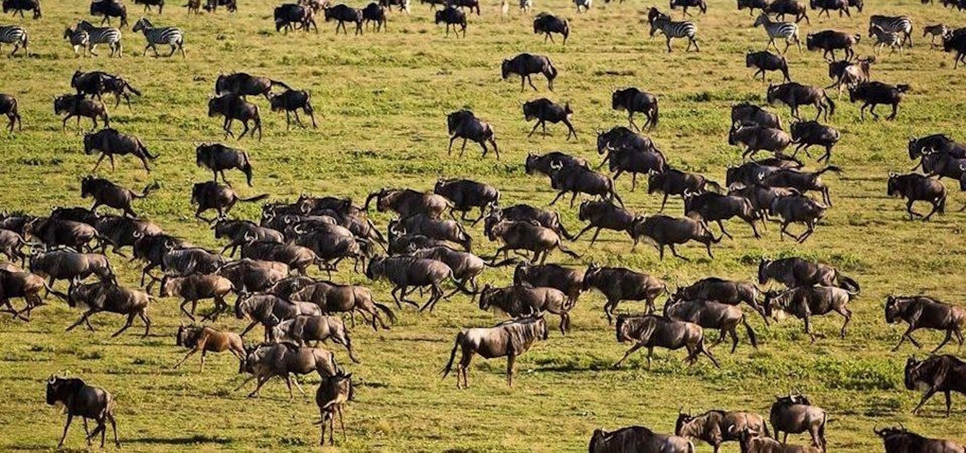 Best of Tanzania Safaris
