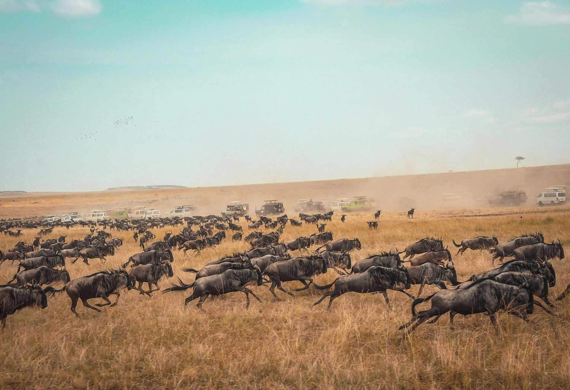 The Ultimate Kenyan Safari Adventure